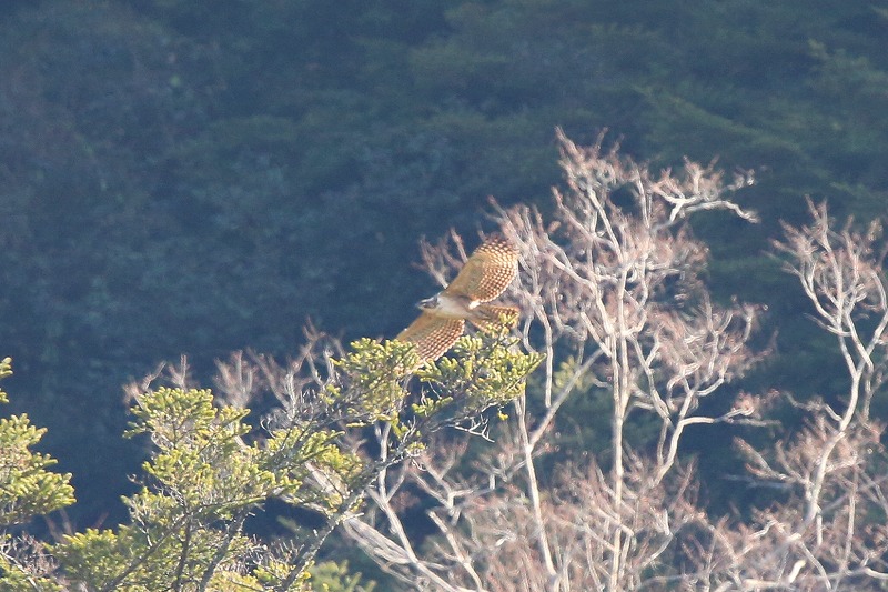 別クマ若鳥その五