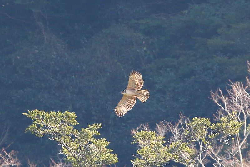 別クマ若鳥その五