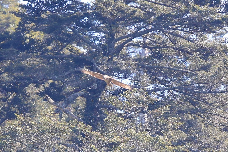 別クマ若鳥その十