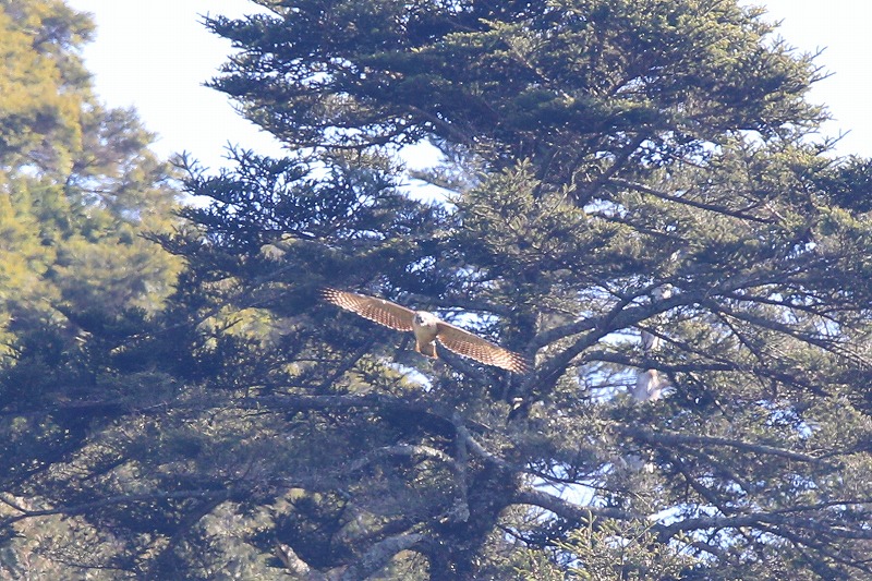 別クマ若鳥その十