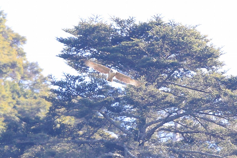 別クマ若鳥その十