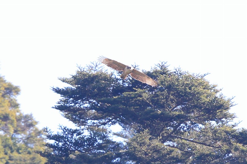別クマ若鳥その十