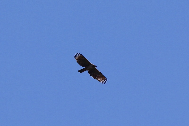 別クマ若鳥その十