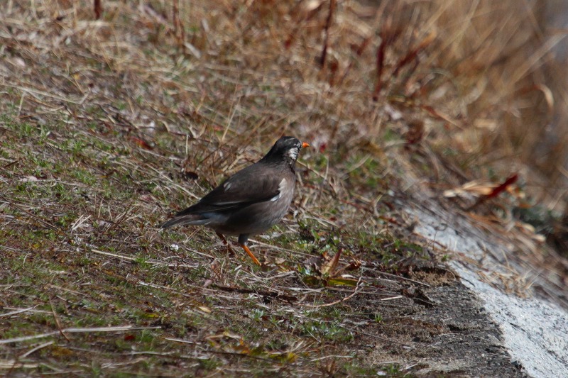 Nh
