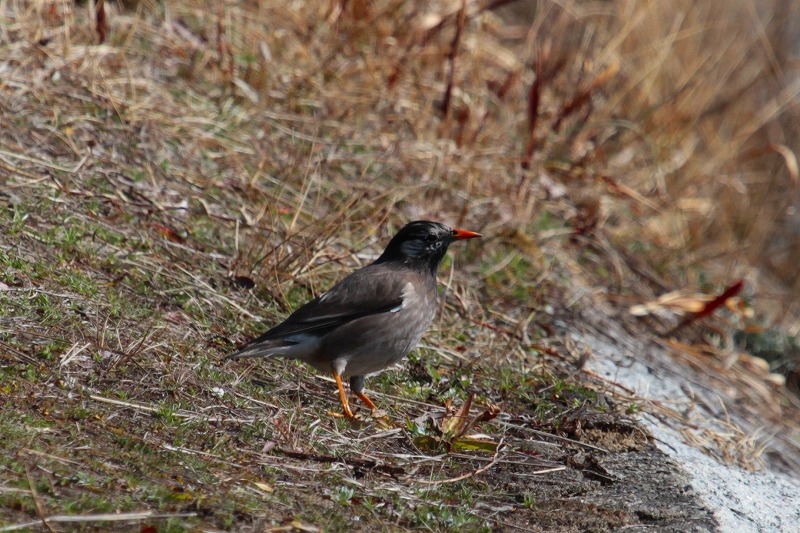 Nh