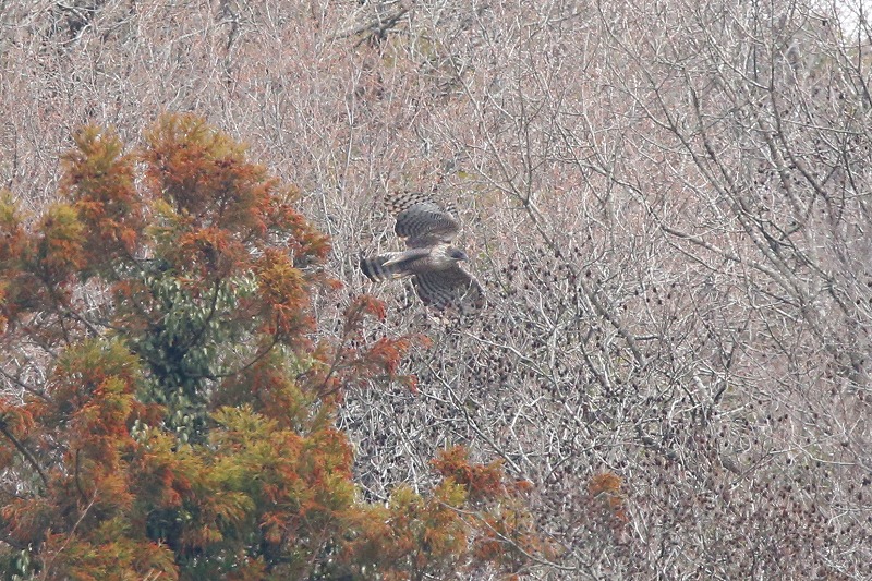 クマタカBその四