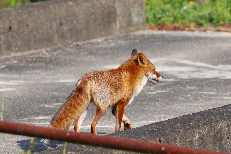  キツネ