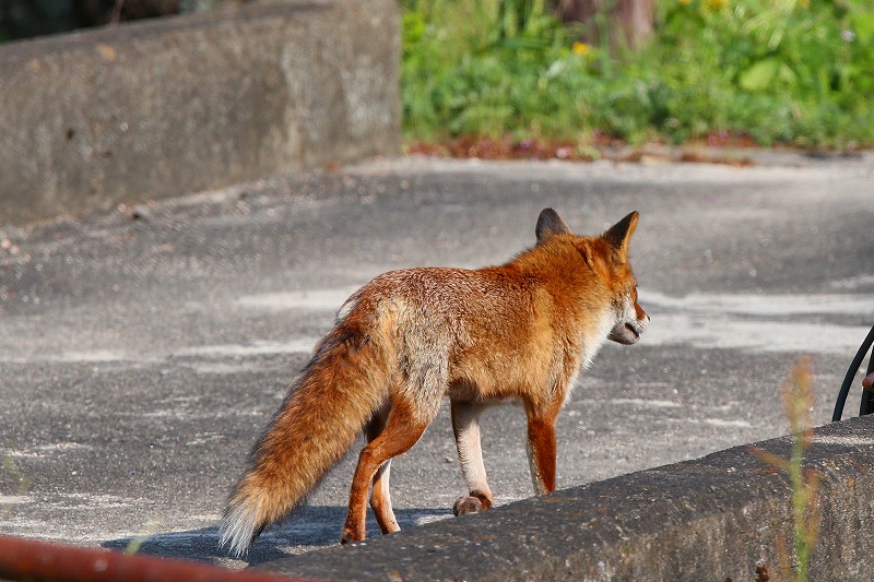 キツネ