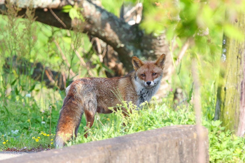  キツネ