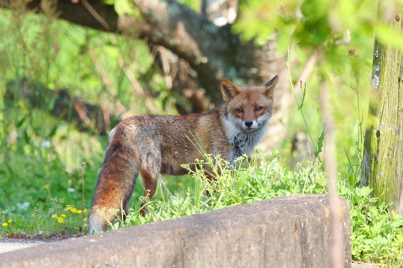  キツネ