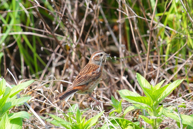 ホウジロ