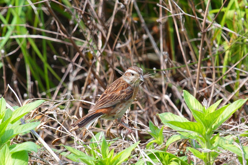 ホウジロ