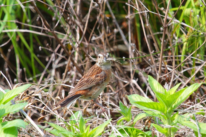 ホウジロ