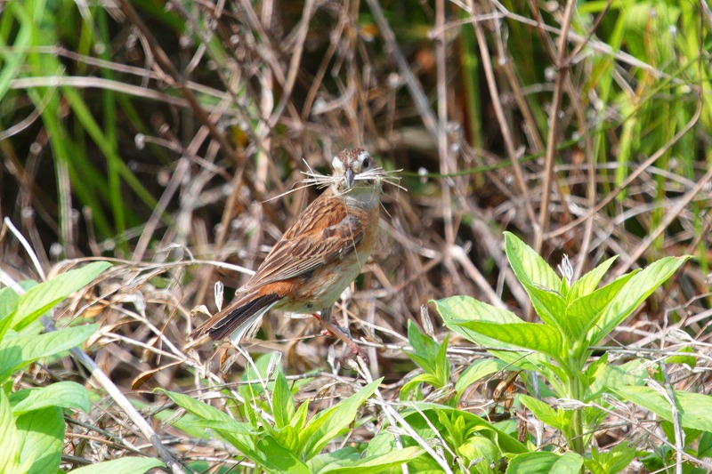 ホウジロ
