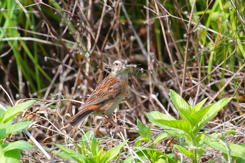 ホウジロ