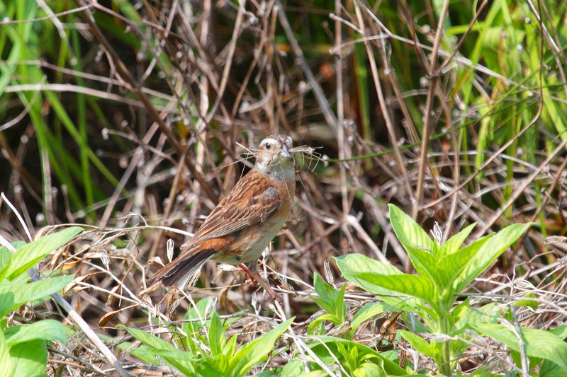 ホウジロ