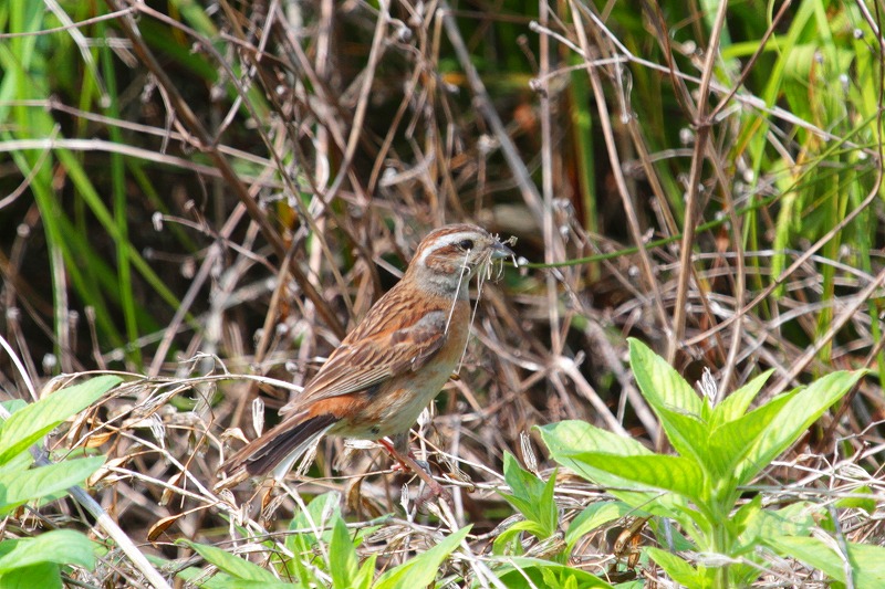 ホウジロ