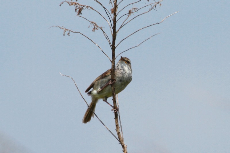 EOCẌ