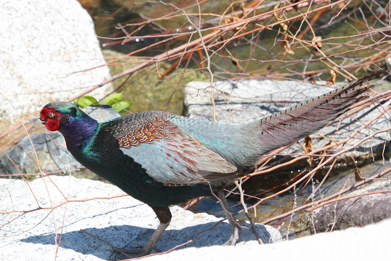 LW̎O