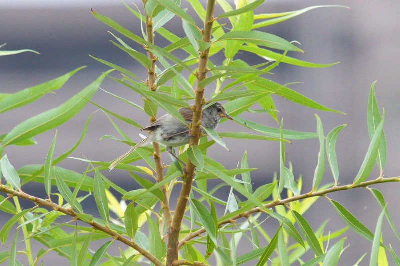 EOCẌ