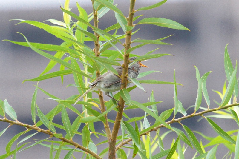 EOCẌ
