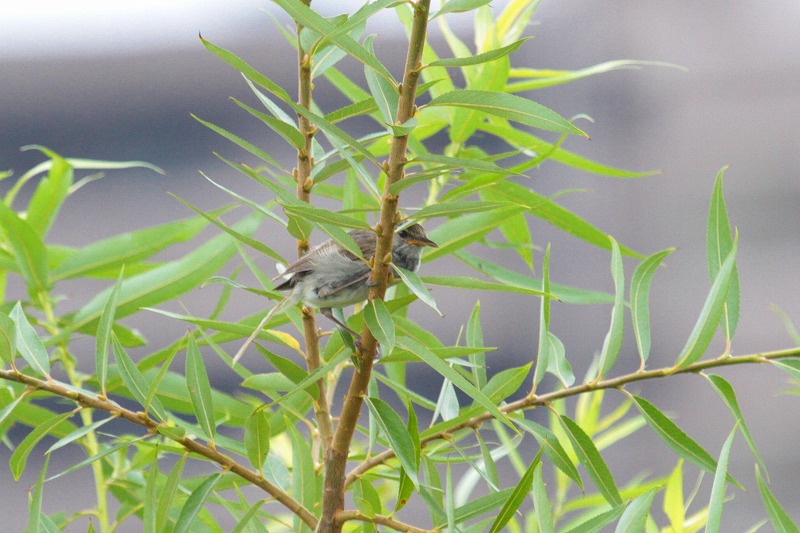 EOCẌ