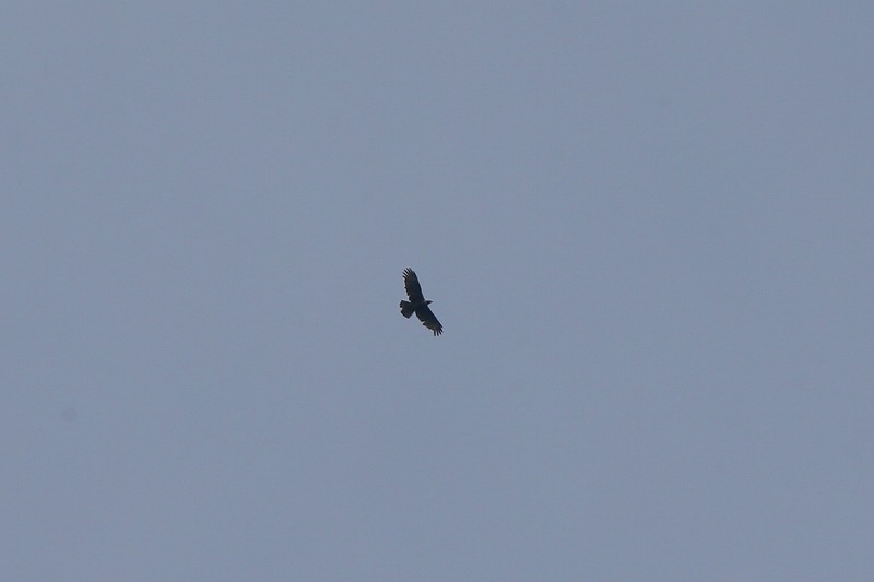 TVoO