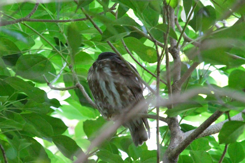 アオバズク二