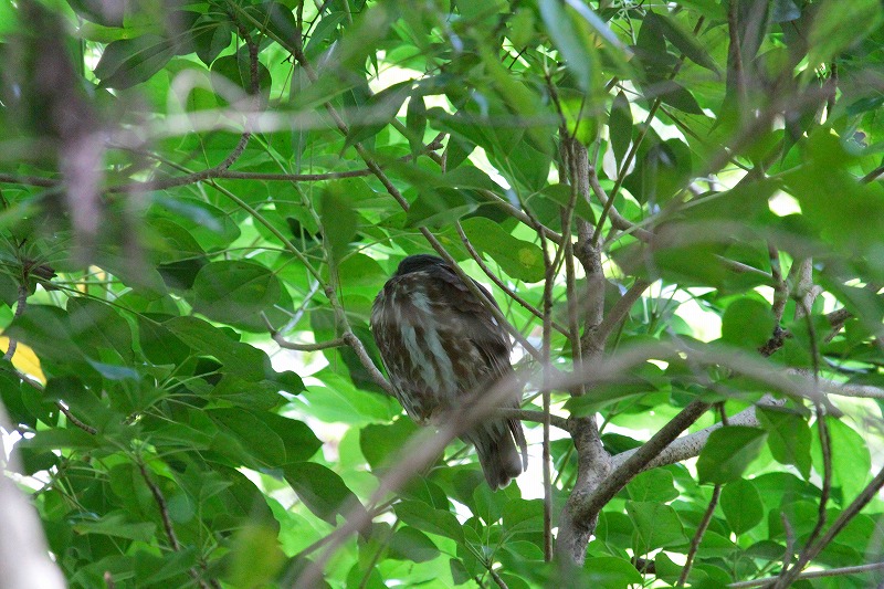 アオバズク二
