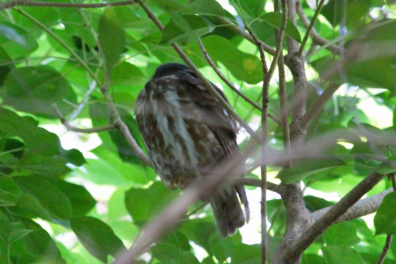 アオバズク二