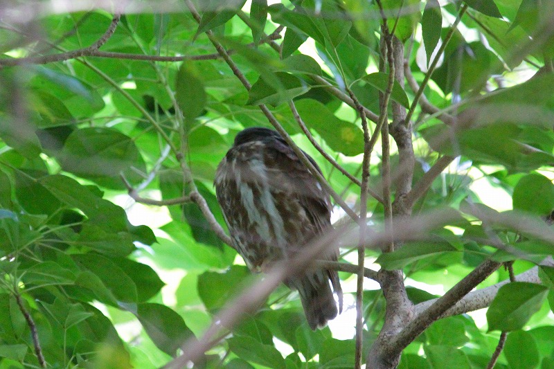 アオバズク二
