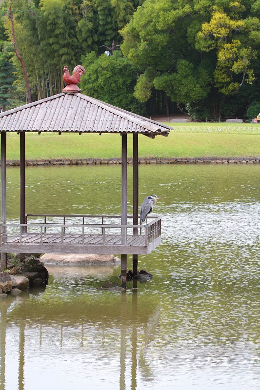 アオサギ