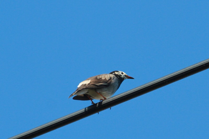 Nh