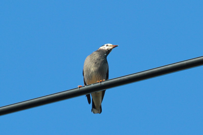 Nh