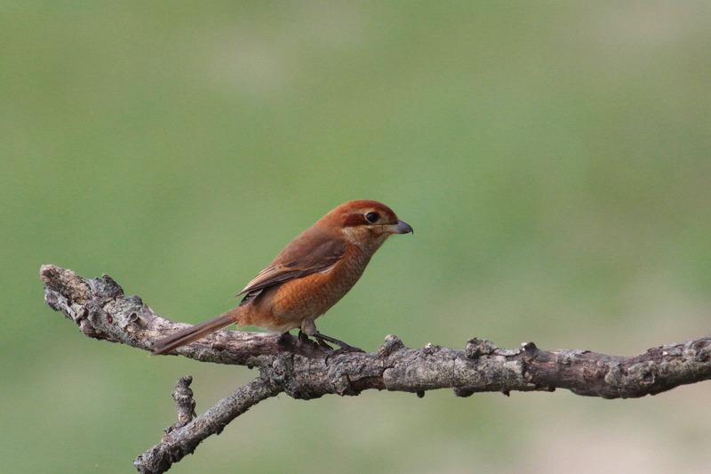 YẌ
