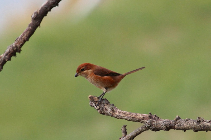YẌ