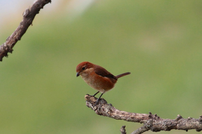 YẌ