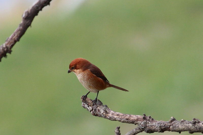 YẌ