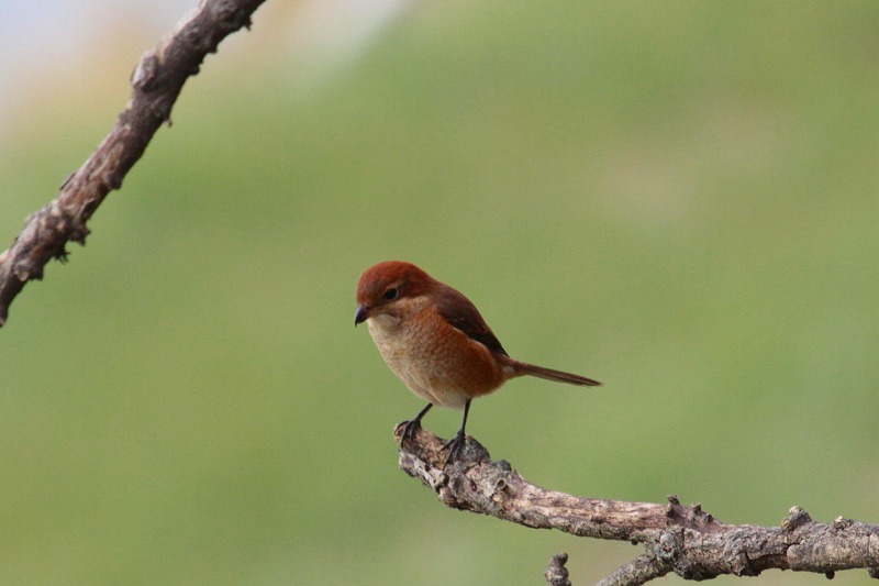 YẌ