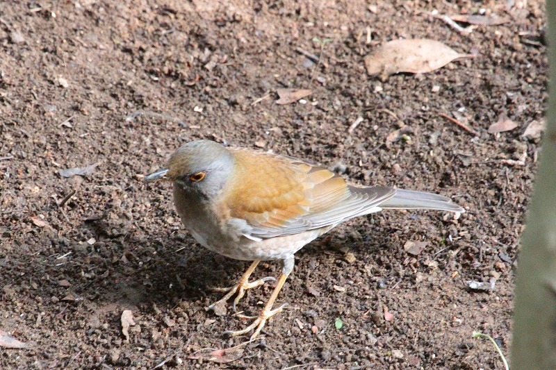 Vn