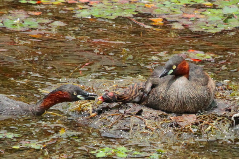 カイツブリ親子二回目その三