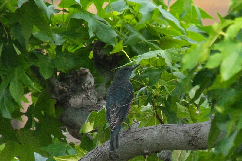C\qhIẌ