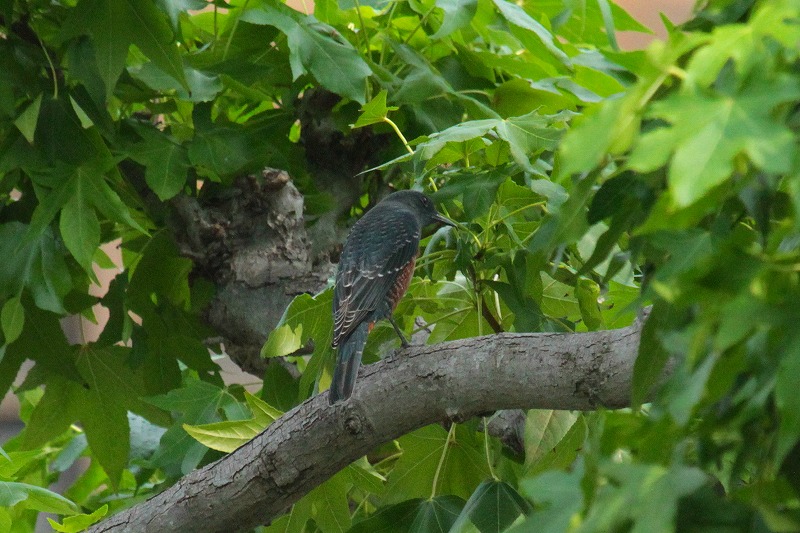 C\qhIẌ