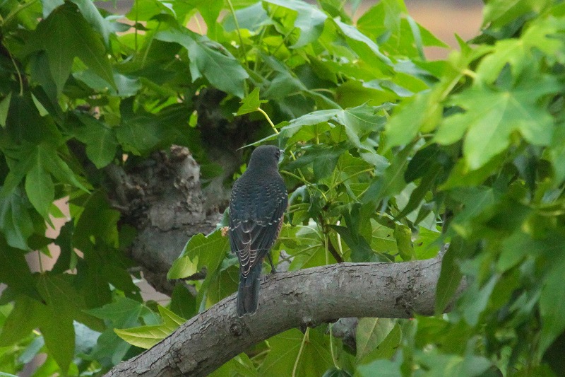 C\qhIẌ