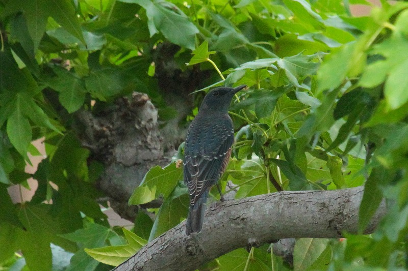 C\qhIẌ