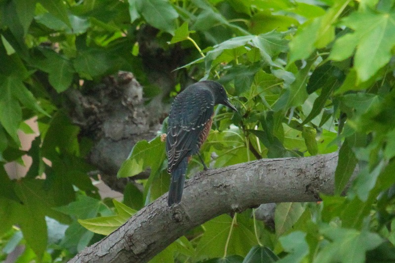 C\qhIẌ