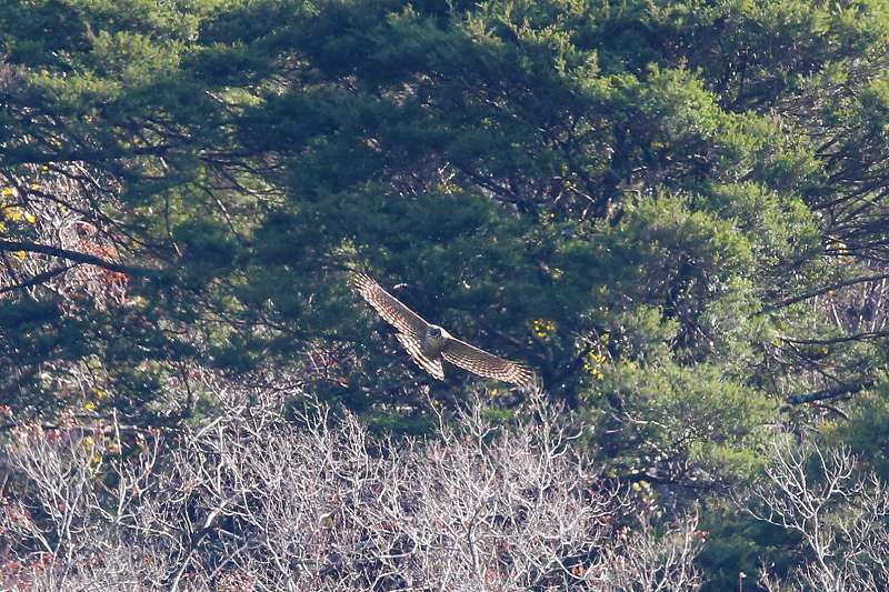 別個体クマタカA二回目その一