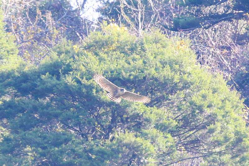 別個体クマタカA二回目その一