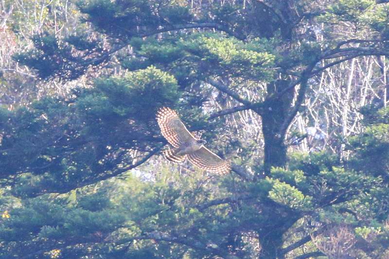 別個体クマタカA二回目その一
