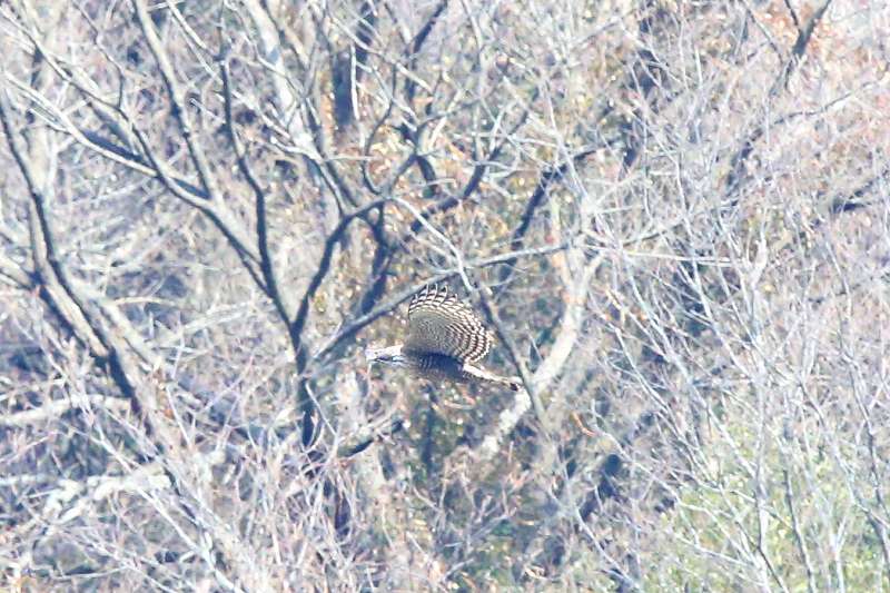 クマタカA四回目その二